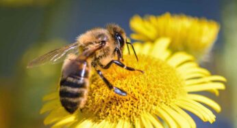 Rimedi naturali per allontanare api, vespe e calabroni